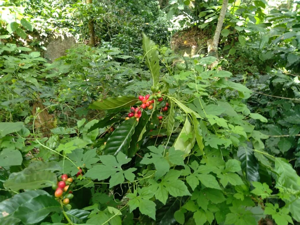 Terreno agrícola en venta. Choroní.