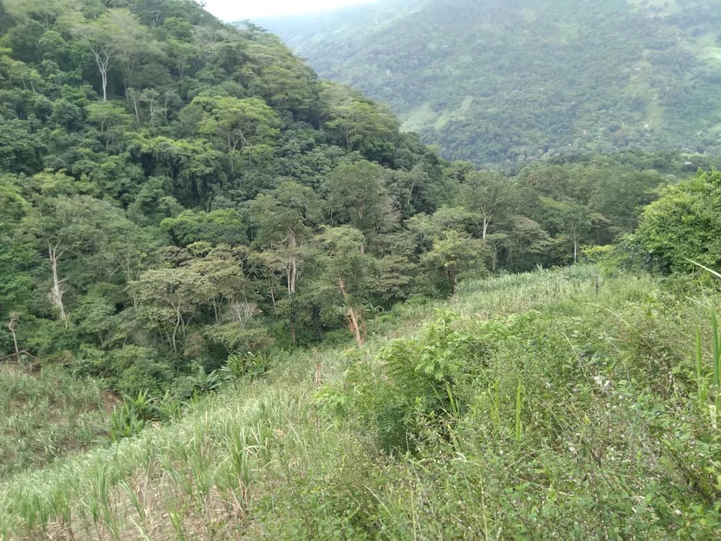 Terreno agrícola en venta. Choroní.