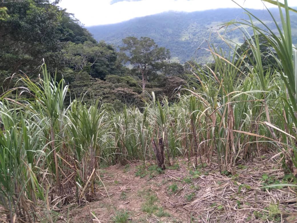 Terreno agrícola en venta. Choroní.