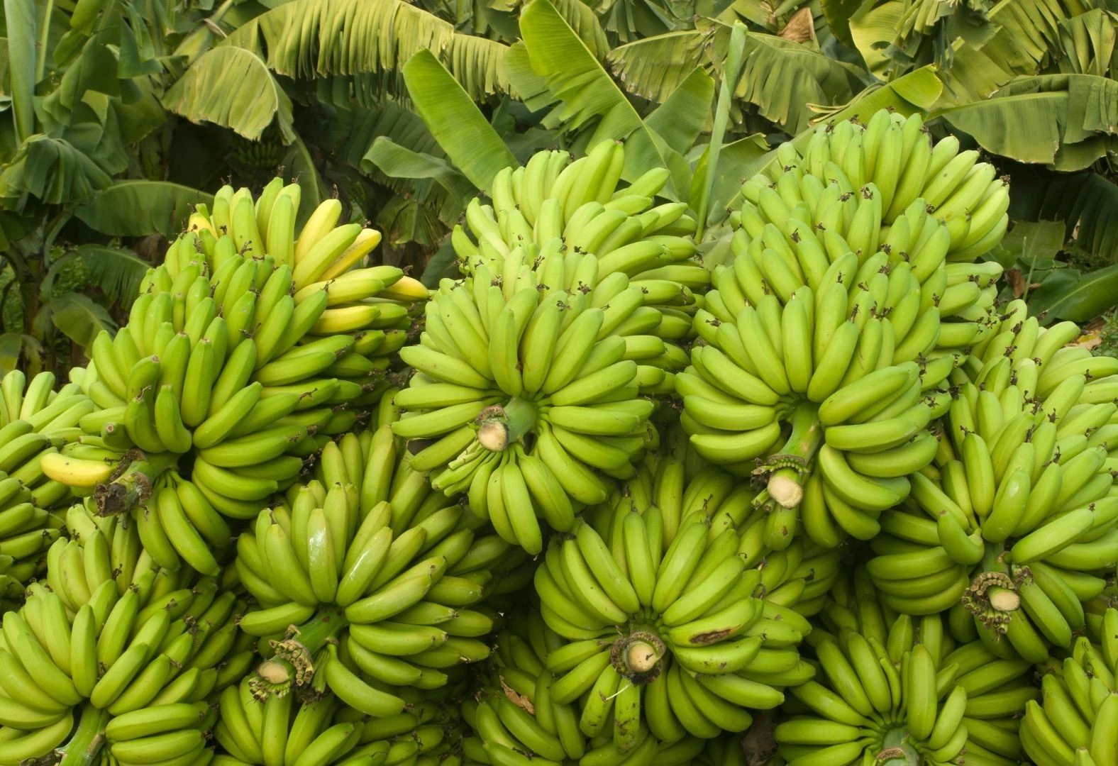 Terreno agrícola en venta. Choroní.