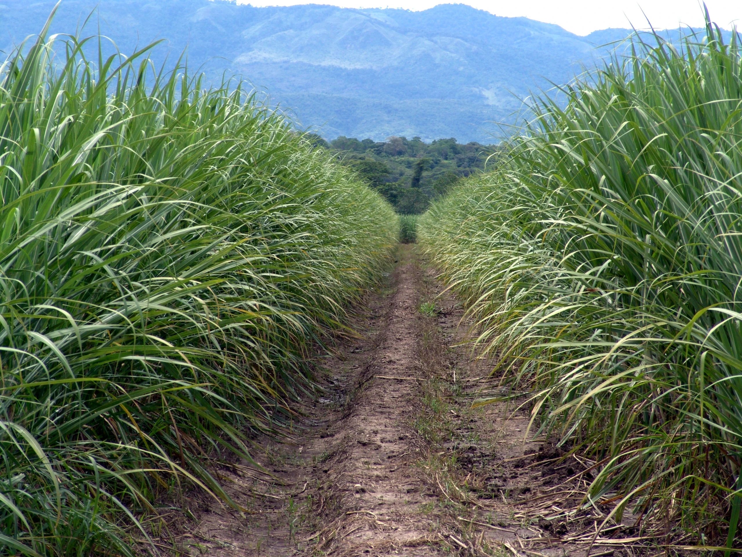 Terreno agrícola en venta. Choroní.